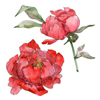 Beyaz izole kırmızı peonies. Suluboya arka plan illüstrasyon seti. 