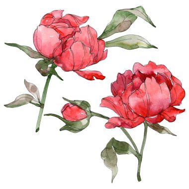Beyaz izole kırmızı peonies. Suluboya arka plan illüstrasyon seti. 