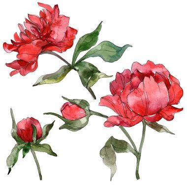 Beyaz izole kırmızı peonies. Suluboya arka plan illüstrasyon seti. 