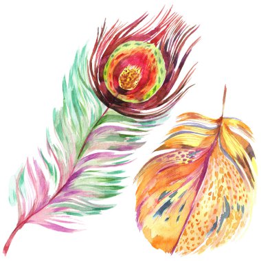 Renkli kuş tüyü izole Wing. Aquarelle tüy arka plan için. Suluboya resim kümesi. Suluboya çizim moda aquarelle izole. İzole tüy illüstrasyon öğesi.