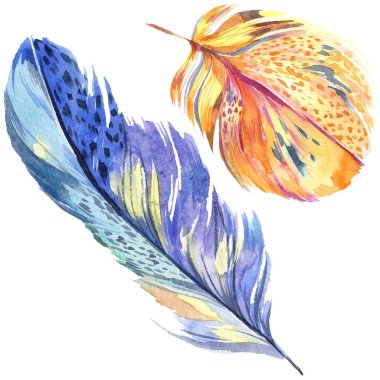 Renkli kuş tüyü izole Wing. Aquarelle tüy arka plan için. Suluboya resim kümesi. Suluboya çizim moda aquarelle izole. İzole tüy illüstrasyon öğesi.
