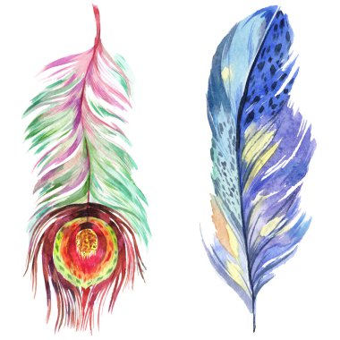 Renkli kuş tüyü izole Wing. Aquarelle tüy arka plan için. Suluboya resim kümesi. Suluboya çizim moda aquarelle izole. İzole tüy illüstrasyon öğesi.