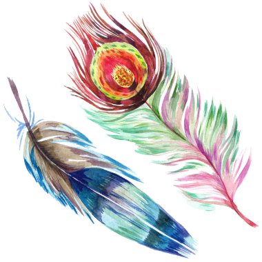 Renkli kuş tüyü izole Wing. Aquarelle tüy arka plan için. Suluboya resim kümesi. Suluboya çizim moda aquarelle izole. İzole tüy illüstrasyon öğesi.