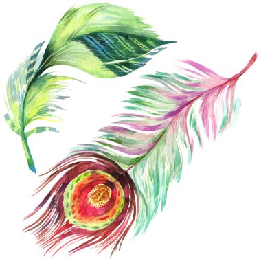Renkli kuş tüyü izole Wing. Aquarelle tüy arka plan için. Suluboya resim kümesi. Suluboya çizim moda aquarelle izole. İzole tüy illüstrasyon öğesi.