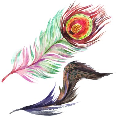 Renkli kuş tüyü izole Wing. Aquarelle tüy arka plan için. Suluboya resim kümesi. Suluboya çizim moda aquarelle izole. İzole tüy illüstrasyon öğesi.