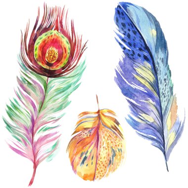 Renkli kuş tüyü izole Wing. Aquarelle tüy arka plan için. Suluboya resim kümesi. Suluboya çizim moda aquarelle izole. İzole tüy illüstrasyon öğesi.