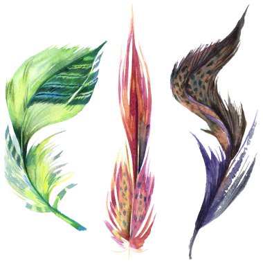 Renkli kuş tüyü izole Wing. Aquarelle tüy arka plan için. Suluboya resim kümesi. Suluboya çizim moda aquarelle izole. İzole tüy illüstrasyon öğesi.