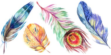 Renkli kuş tüyü izole Wing. Aquarelle tüy arka plan için. Suluboya resim kümesi. Suluboya çizim moda aquarelle izole. İzole tüy illüstrasyon öğesi.