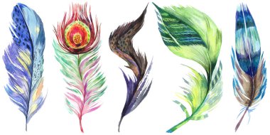 Renkli kuş tüyü izole Wing. Aquarelle tüy arka plan için. Suluboya resim kümesi. Suluboya çizim moda aquarelle izole. İzole tüy illüstrasyon öğesi.
