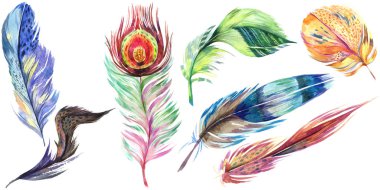 Renkli kuş tüyü izole Wing. Aquarelle tüy arka plan için. Suluboya resim kümesi. Suluboya çizim moda aquarelle izole. İzole tüy illüstrasyon öğesi.