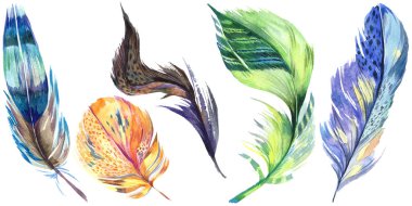 Renkli kuş tüyü izole Wing. Aquarelle tüy arka plan için. Suluboya resim kümesi. Suluboya çizim moda aquarelle izole. İzole tüy illüstrasyon öğesi.