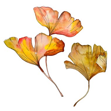 Yeşil sarı ginkgo biloba yaprak. Yaprak bitki botanik bahçesi yeşillik. Suluboya arka plan illüstrasyon küme. Suluboya çizim moda aquarelle izole. İzole ginkgo illüstrasyon öğesi.