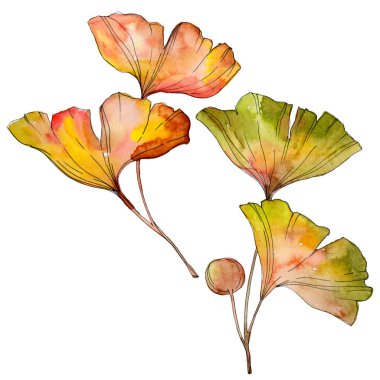 Yeşil sarı ginkgo biloba yaprak. Yaprak bitki botanik bahçesi yeşillik. Suluboya arka plan illüstrasyon küme. Suluboya çizim moda aquarelle izole. İzole ginkgo illüstrasyon öğesi.