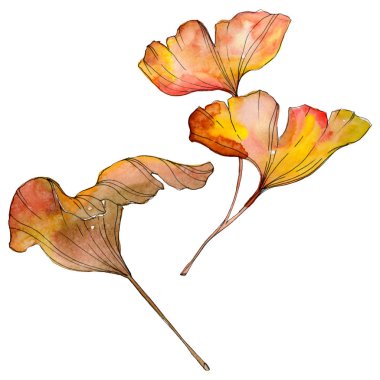 Yeşil sarı ginkgo biloba yaprak. Yaprak bitki botanik bahçesi yeşillik. Suluboya arka plan illüstrasyon küme. Suluboya çizim moda aquarelle izole. İzole ginkgo illüstrasyon öğesi.