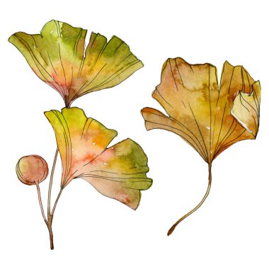 Yeşil sarı ginkgo biloba yaprak. Yaprak bitki botanik bahçesi yeşillik. Suluboya arka plan illüstrasyon küme. Suluboya çizim moda aquarelle izole. İzole ginkgo illüstrasyon öğesi.