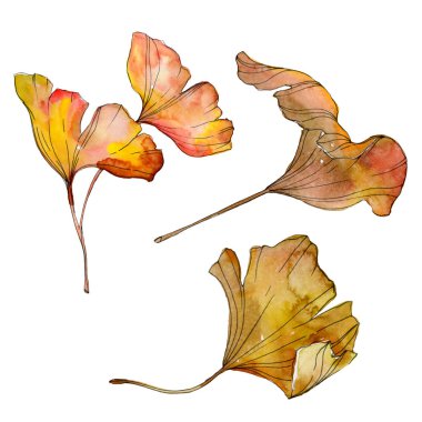 Yeşil sarı ginkgo biloba yaprak. Yaprak bitki botanik bahçesi yeşillik. Suluboya arka plan illüstrasyon küme. Suluboya çizim moda aquarelle izole. İzole ginkgo illüstrasyon öğesi.
