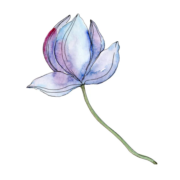 Blauwe Paarse Lotusbloem Aquarel Achtergrond Illustratie Geïsoleerd Element — Stockfoto