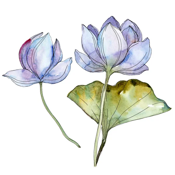 Blå Och Lila Lotusblommor Akvarell Bakgrund Illustration Set Isolerade Lotuses — Stockfoto