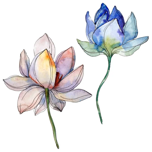 Blue and purple lotuses. Watercolor background illustration set. Isolated lotuses illustration elements.