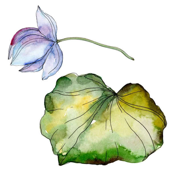 Kwiat Lotosu Niebieski Fioletowy Zielonych Liści Ilustracja Białym Tle Akwarela — Zdjęcie stockowe