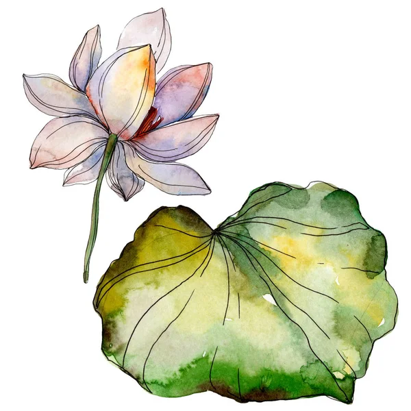 Blue Purple Lotus Flower Green Leaf Watercolor Isolated Illustration Elements — Stock Photo, Image