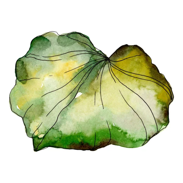 Lotus Vert Ensemble Illustration Fond Aquarelle Elément Isolé Illustration Feuille — Photo