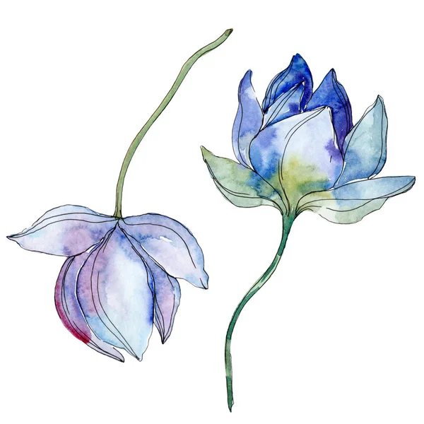 青と紫の蓮 水彩画背景イラスト セット 孤立した蓮の図要素 — ストック写真