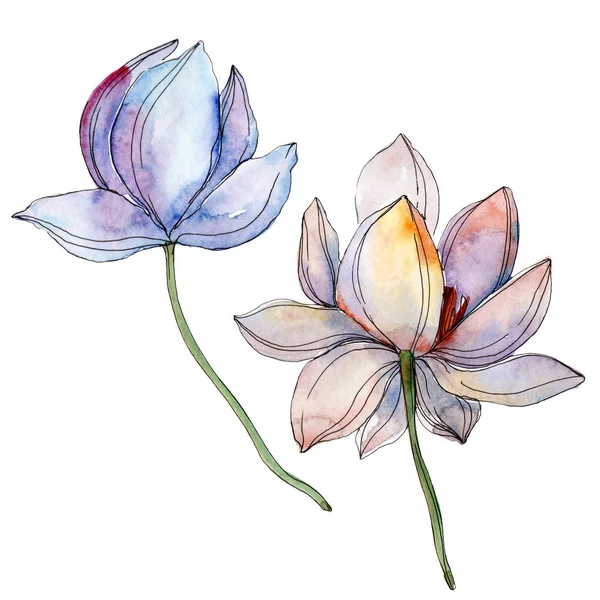 Blue and purple lotuses. Watercolor background illustration set. Isolated lotuses illustration elements.