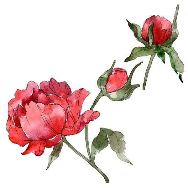 Red peonies isolated on white. Watercolor background illustration set. 