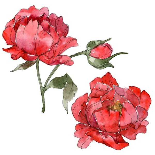 Red Peonies Isolated White Watercolor Background Illustration Set — Stock Photo, Image