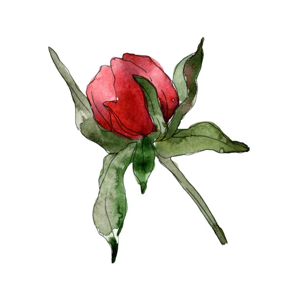 Piros Pünkösdi Rózsa Elszigetelt Fehér Akvarell Háttér Ábra Elem — Stock Fotó
