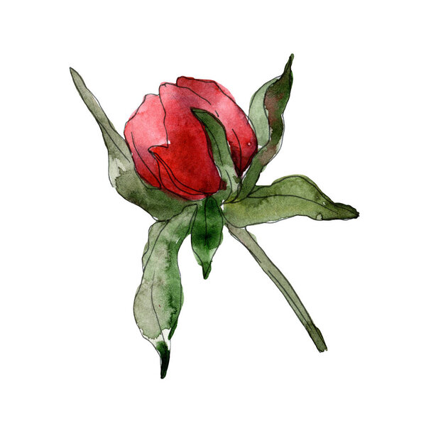Red peonies isolated on white. Watercolor background illustration element. 