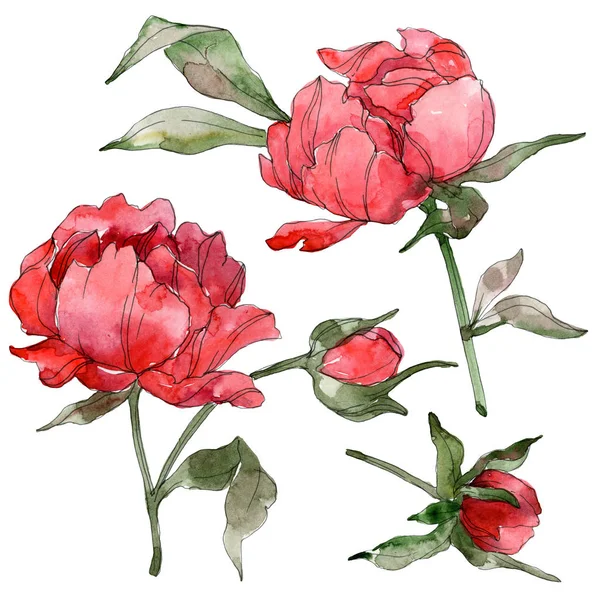 Red Peonies Isolated White Watercolor Background Illustration Set — Stock Photo, Image