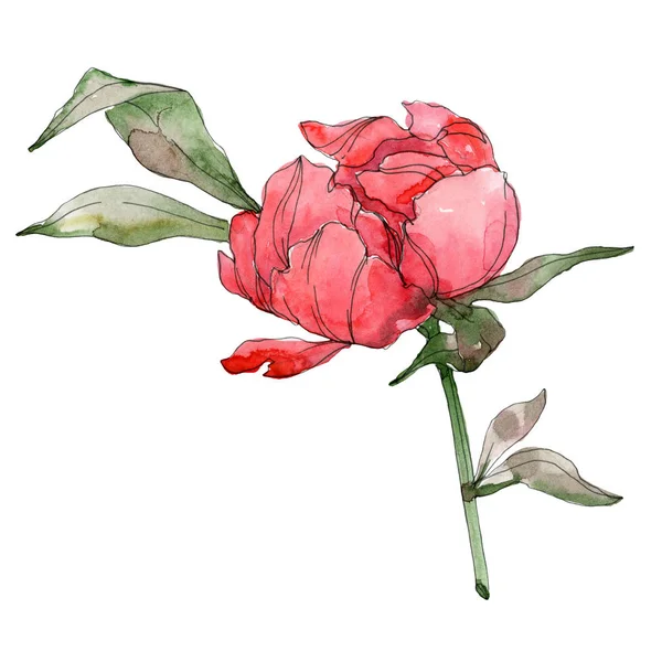 Piros Pünkösdi Rózsa Elszigetelt Fehér Akvarell Háttér Ábra Elem — Stock Fotó