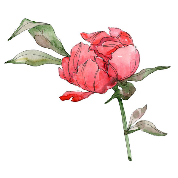 Red peonies isolated on white. Watercolor background illustration element. 