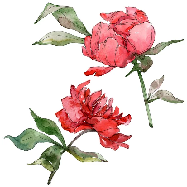 Red Peonies Isolated White Watercolor Background Illustration Set — Stock Photo, Image