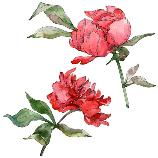 Red peonies isolated on white. Watercolor background illustration set. 