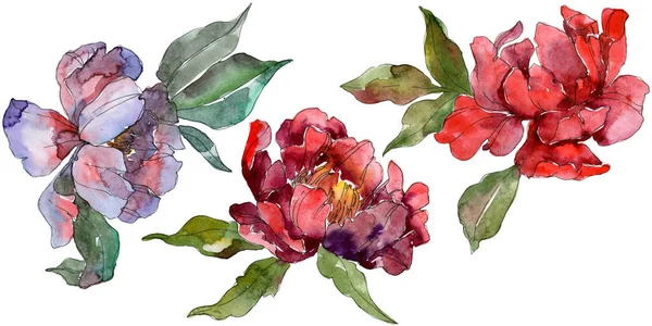 Red Purple Peonies Watercolor Background Set Isolated Peonies Illustration Elements — Stock Photo, Image