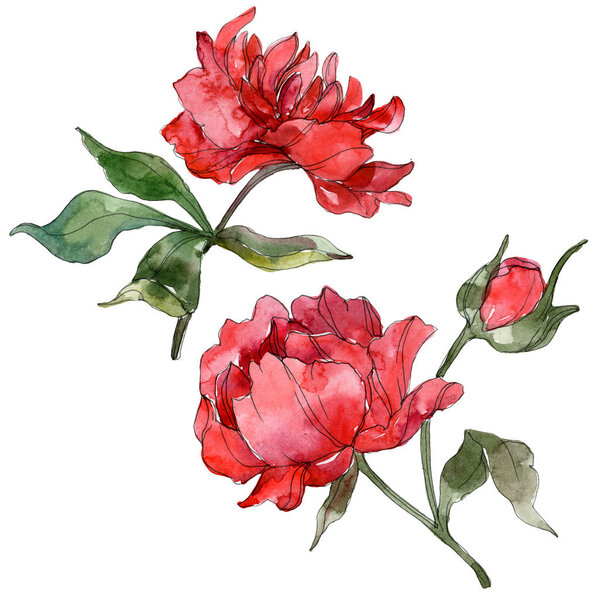 Red peonies isolated on white. Watercolor background illustration set. 