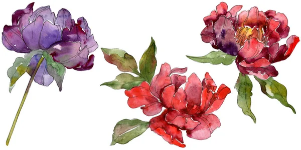 Red Purple Peonies Watercolor Background Set Isolated Peonies Illustration Elements — Stock Photo, Image