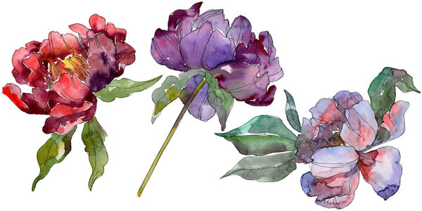 Red and purple peonies. Watercolor background set. Isolated peonies illustration elements.