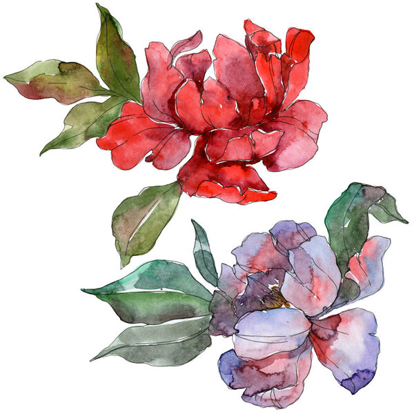 Red and purple peonies. Watercolor background set. Isolated peonies illustration elements.