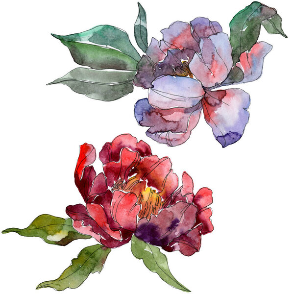 Red and purple peonies. Watercolor background set. Isolated peonies illustration elements.