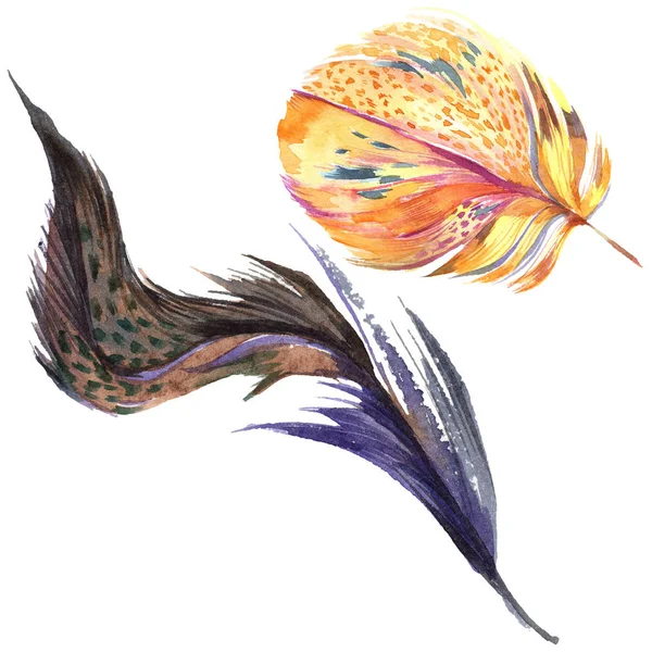 Renkli kuş tüyü izole Wing. Aquarelle tüy arka plan için. Suluboya resim kümesi. Suluboya çizim moda aquarelle izole. İzole tüy illüstrasyon öğesi.