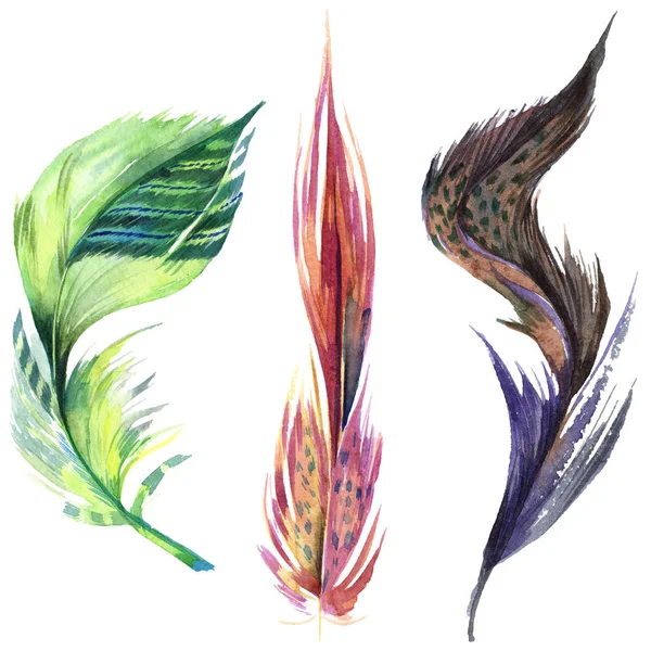 Colorful Bird Feather Wing Isolated Aquarelle Feather Background Watercolor Illustration — Stock Photo, Image