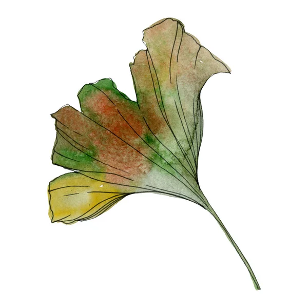 緑黄色いイチョウ葉 葉植物植物園紅葉 水彩画背景イラスト セット 水彩描画のファッション Aquarelle 分離します 孤立したイチョウの図要素 — ストック写真