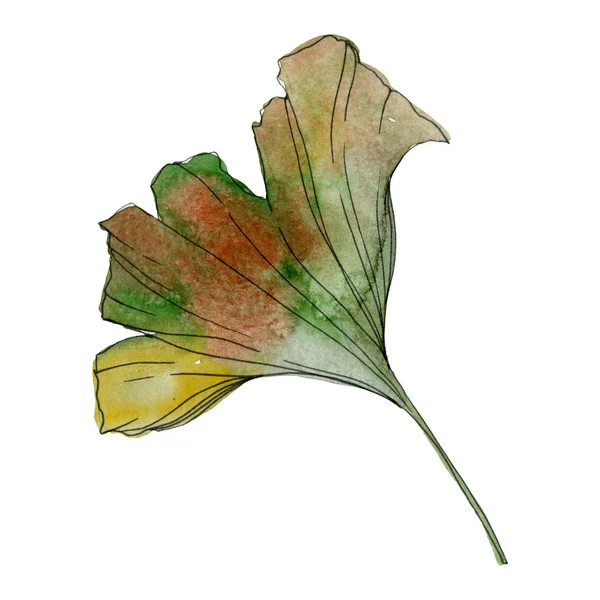 Green yellow ginkgo biloba leaf. Leaf plant botanical garden foliage. Watercolor background illustration set. Watercolour drawing fashion aquarelle isolated. Isolated ginkgo illustration element.