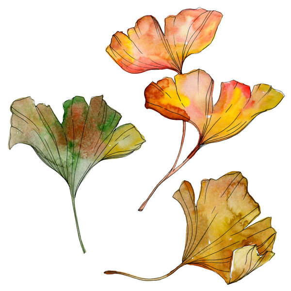 Green yellow ginkgo biloba leaf. Leaf plant botanical garden foliage. Watercolor background illustration set. Watercolour drawing fashion aquarelle isolated. Isolated ginkgo illustration element.
