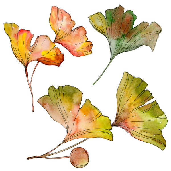 Green yellow ginkgo biloba leaf. Leaf plant botanical garden foliage. Watercolor background illustration set. Watercolour drawing fashion aquarelle isolated. Isolated ginkgo illustration element.