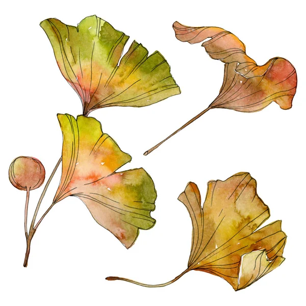 緑黄色いイチョウ葉 葉植物植物園紅葉 水彩画背景イラスト セット 水彩描画のファッション Aquarelle 分離します 孤立したイチョウの図要素 — ストック写真